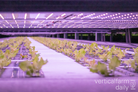 Light use efficiency of lettuce cultivation in vertical farms compared with greenhouse and field