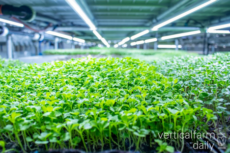A quick guide to vertical farming