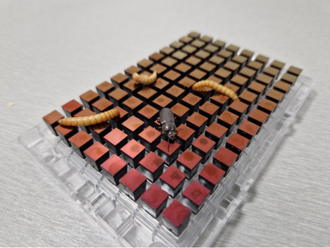 Genotype chip launched for production of insect-based proteins