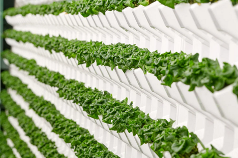 US: Partnership to develop and expand aeroponic growing technology globally
