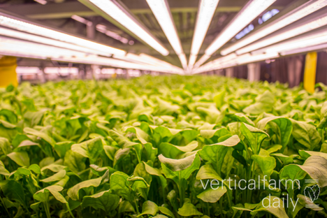 The industry responds to AeroFarms' bankruptcy news