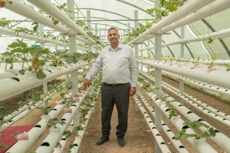Iraq: Grower defies water crisis with hydroponic strawberry farm