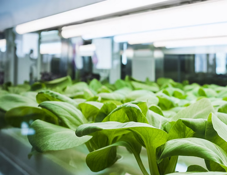 Samsung shares findings of lighting studies on lettuce and cherry tomatoes