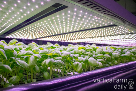 Continued steps in the development of indoor farming