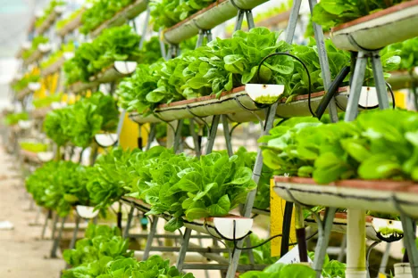 Cayman: Ministry hands out five hydroponic units