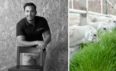 UAE: Bringing affordable hydroponic fodder to livestock farmers
