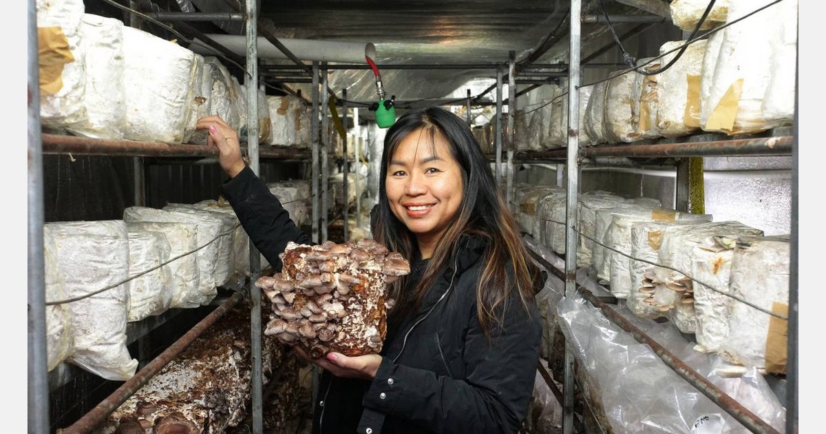 New Zealand: A peek at Maungatapere Mushroom in Northland