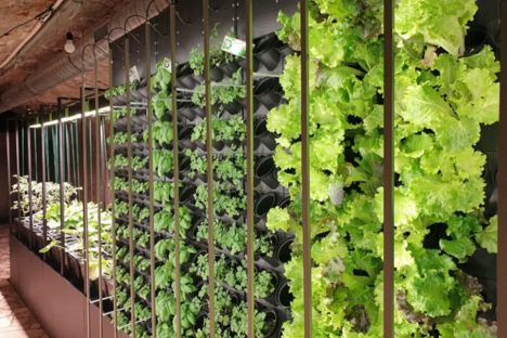 Italy: Former shelter in Torrita di Siena now home to vertical farm
