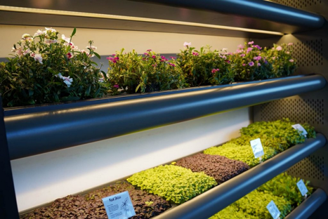 Australian restaurant adds growing device to cultivate on-site