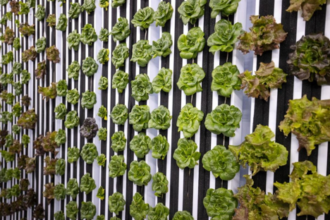 US (TX): Idea Public Schools inaugurates new hydroponic farm