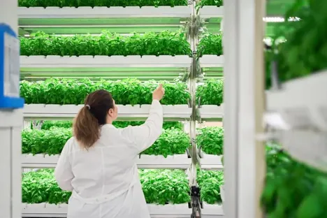 UAE university to harvest fresh vegetables as on-campus hydroponic farm is announced