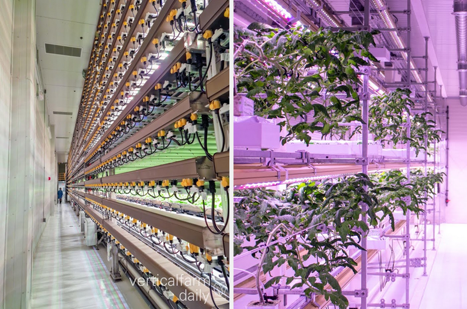 Site selection for vertical farms is more complicated than it seems