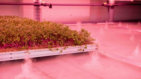 UK researchers boost B12 in pea shoots using aeroponics