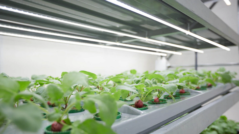 Technologies in development for radish cultivation in vertical farms