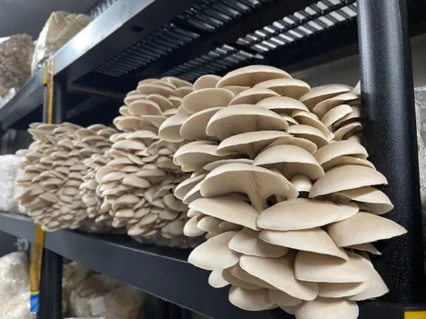 'Empowering a mushroom renaissance with specialized cultivation tools'