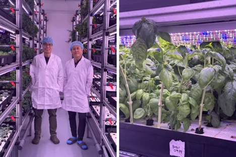 Singapore: Building a sustainable food chain through hydroponics