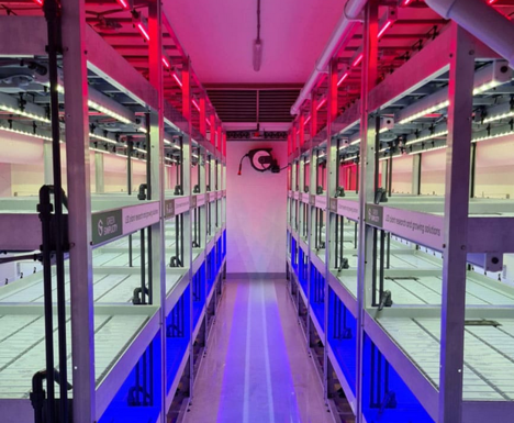 NL: Green Simplicity receives green light for 1 ha facility