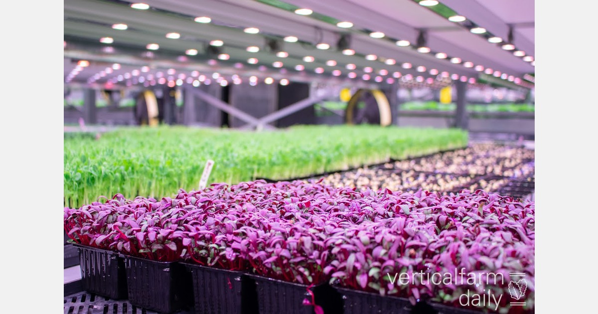 US (CA): Santa Rosa microgreens grower scales garage farm with retail partnership