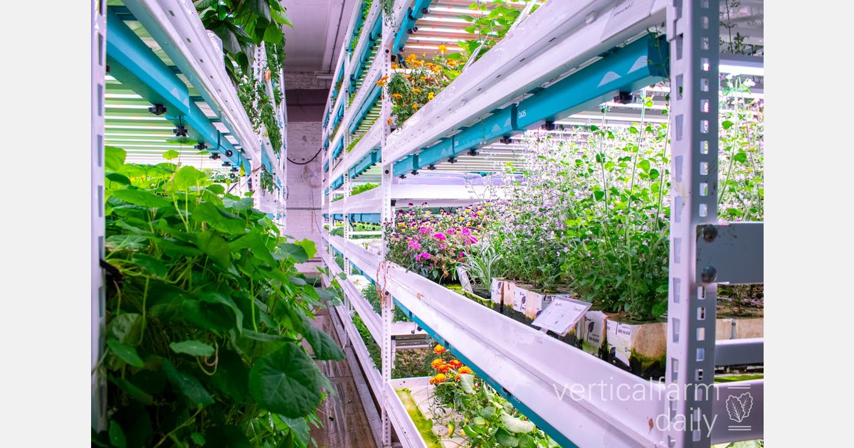 Where agriculture meets artificial intelligence