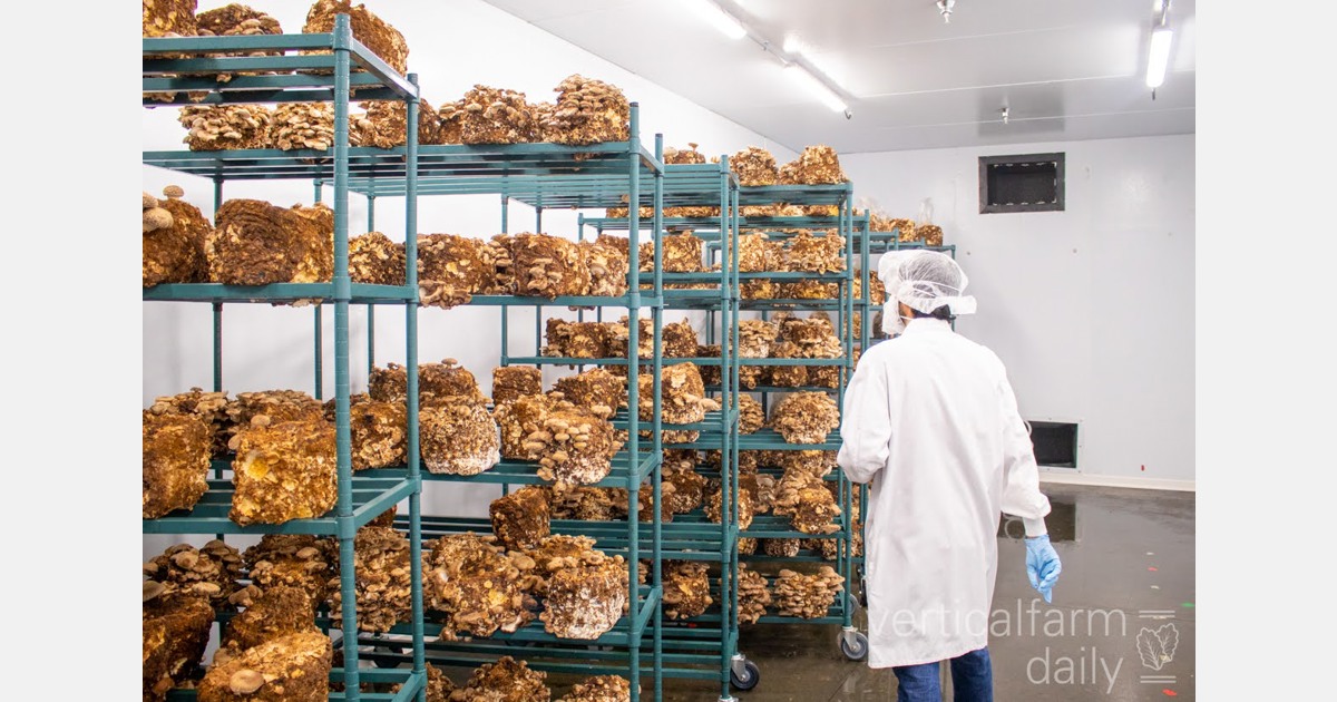 Science aiding growth at Stonington mushroom farm