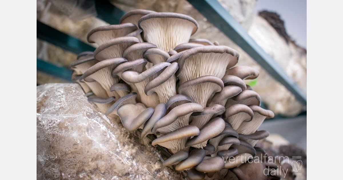 Switching careers and getting into mushroom farming