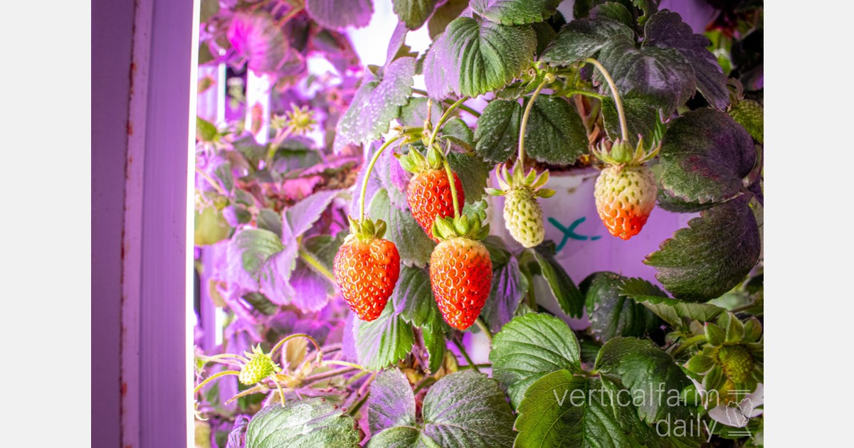 Bees, robots and solar to sustainably grow strawberries indoors