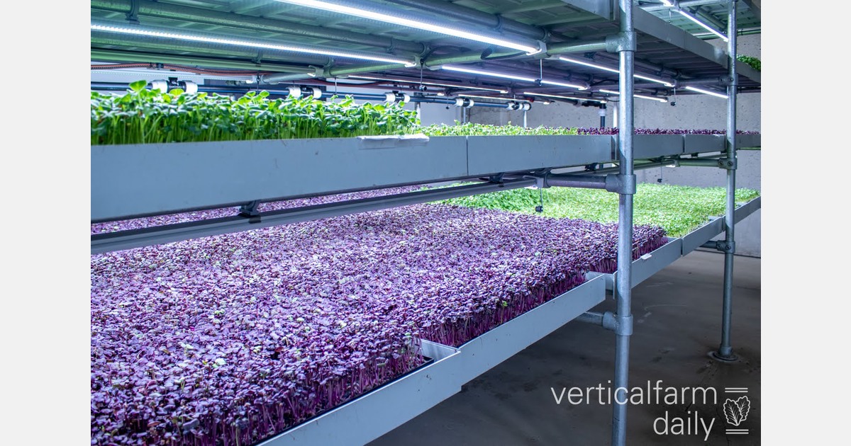 The effect of LED spectrum and light duration on growth and yield of ...