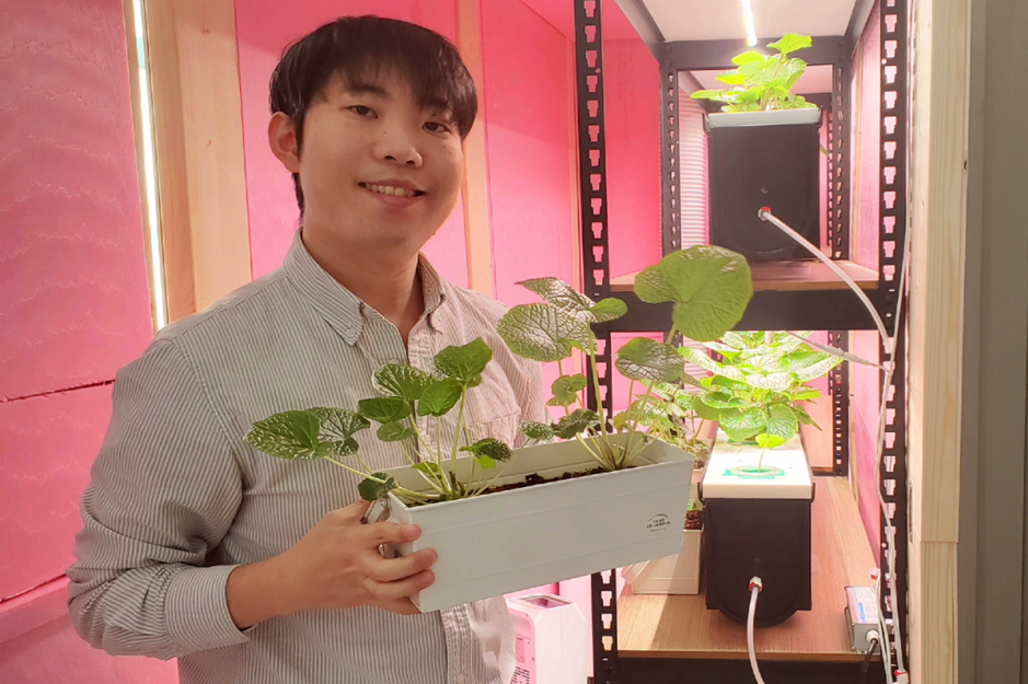South Korea: Passionate farmer grows wasabi at home using DIY-system