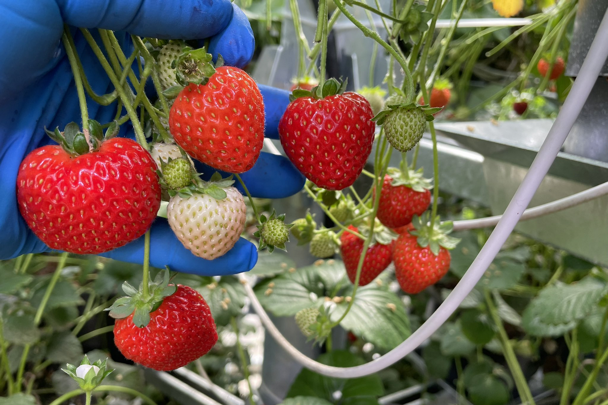 New Mechanical Pollination Technology Sent Out for Strawberry Trials