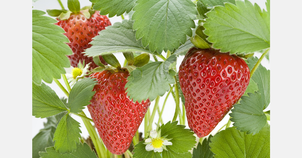 Uzbekistan seeks to upgrade strawberry production with smart technology