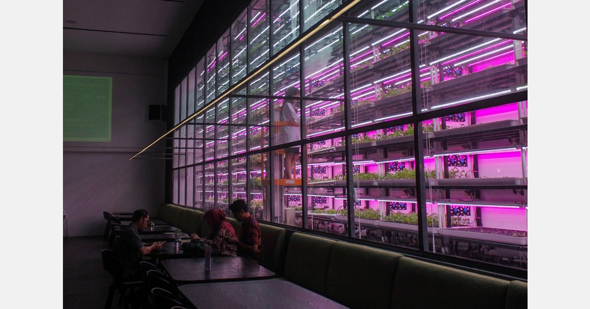 Vertical options draw youth to growing in South Korea