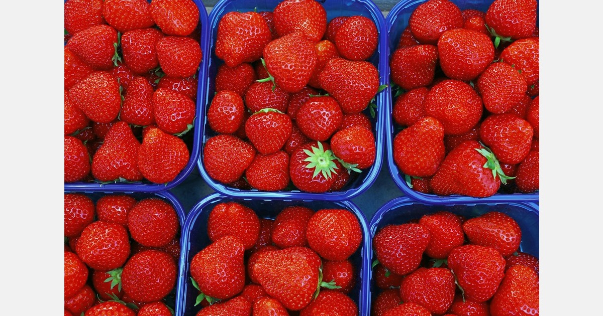 What is the potential of controlled environment strawberry production within the South central United States?