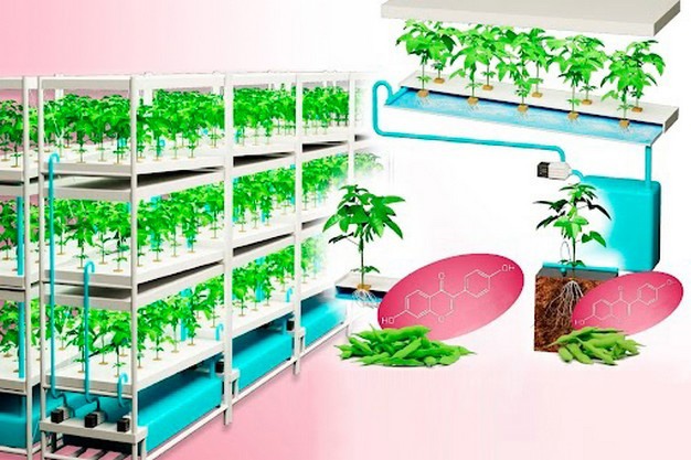 Japan: Year-round edamame: hydroponic LED plant factories