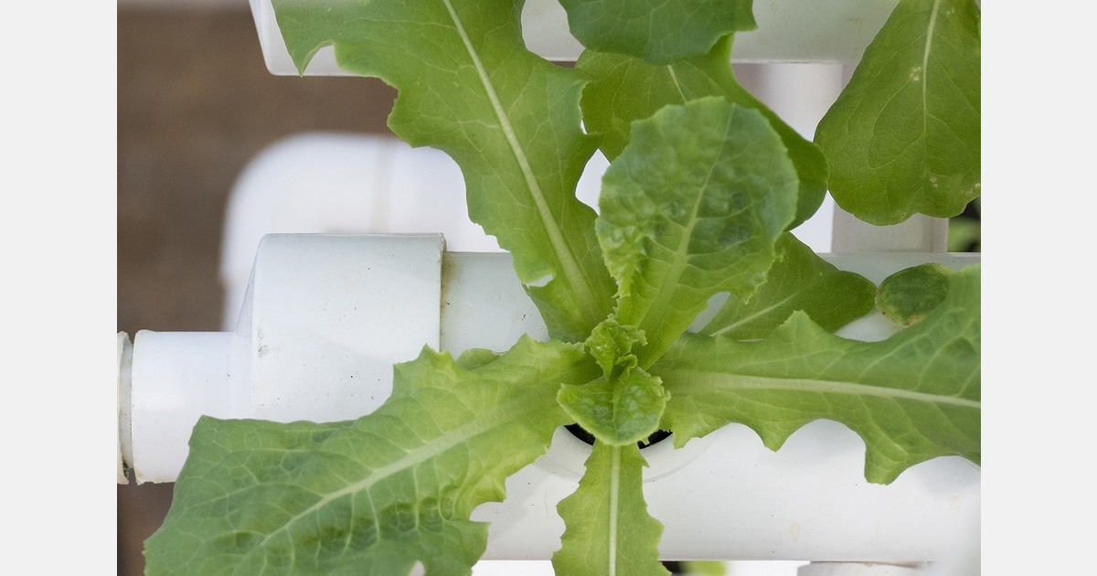 US (OK): OSU programs collaborate against food insecurity