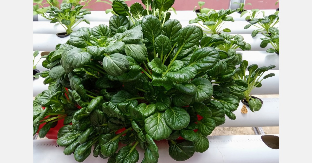 China: Chengdu vertical farm takes agriculture to new heights