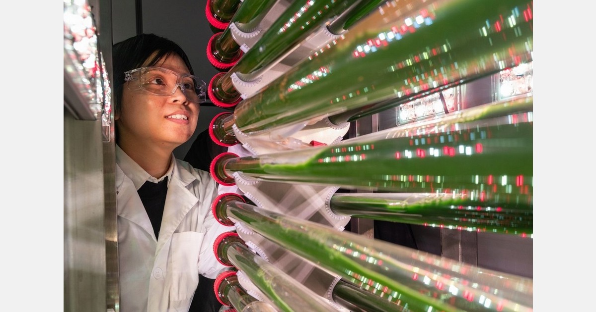 Vertically-grown algae removes microplastics from water