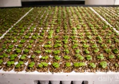 Tiny basil plants ready to be transplanted soon