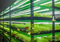 The first shelf shows cilantro and wheatgrass. As well as the living pots that are distributed to restaurants 