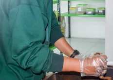 An employees is mixing cocopeat and peatmoss for propagation