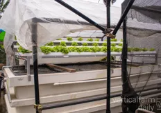 An ongoing experiment with aquaponics