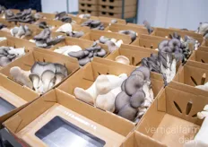 A mushroom pack with a mix of varieties 