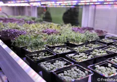 Plantlets under LEDs in a vertical farm