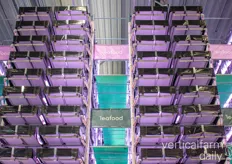 In the future, they would love to explore strawberry cultivation in vertical farms