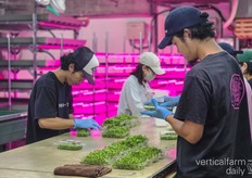 As shared in the August 2025 Japan market update, labor costs in Tokyo are also rising, which puts a lot of pressure on margins. Nevertheless, operating in Tokyo gives Edomae a key advantage: imports carry massive transport costs, while local production can be delivered fresh and affordably through distribution partners.