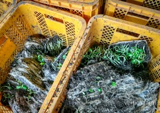 Used substrate is dried for 6 months, then sent off to open field growers for them to use it on their fields