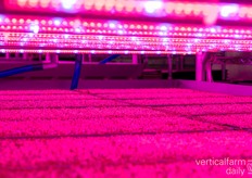 The trick is to keep stems short, because the shorter the stem, the better the head tastes.