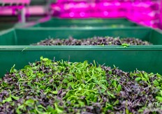 Edomae is the largest vertical farm in Japan using soil to grow its produce