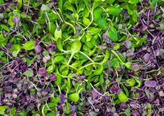 Indoor soil-grown produce is not yet a big market in Japan, especially for microgreens but Kohei is seeing a slow but steady increase.