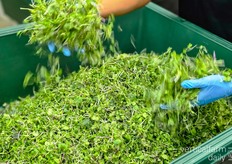 "It's about quality and relationships. We don't sell to everyone, only to those we're connected with organically. That keeps the service consistent."