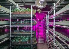 Producing up to 200 kilos of microgreens per week across two farms. The second facility comprises 240 m², which is four times larger than Edomae's first Tokyo farm.